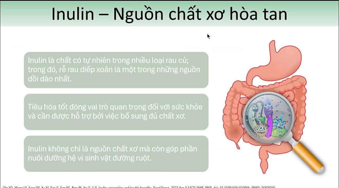 Inulin nguồn chất xơ hòa tan hỗ trợ tiêu hóa và cân bằng hệ vi sinh đường ruột