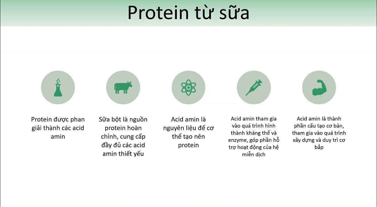 Protein từ sữa giúp bổ sung nền tảng dinh dưỡng hằng ngày