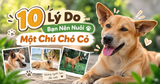 10 Lý Do Bạn Nên Nuôi Một Chú Chó Cỏ