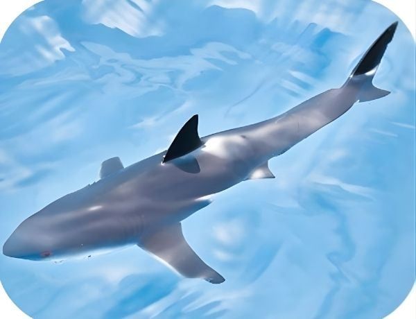 Mô hình cá mập trắng có khớp cử động ANIA