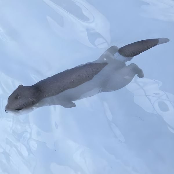 Rái cá Á Âu ANIA siêu dễ thương