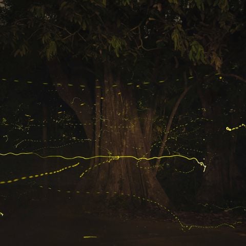 Trải nghiệm chụp ảnh đom đóm tại Vườn quốc gia Cúc Phương – khi màn đêm “phát sáng