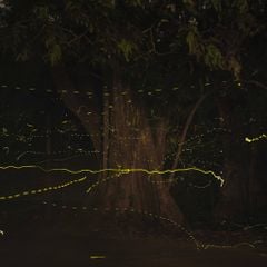 Trải nghiệm chụp ảnh đom đóm tại Vườn quốc gia Cúc Phương – khi màn đêm “phát sáng