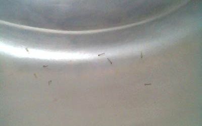 Uống nước có lăng quăng có sao không ?Có gây bệnh không