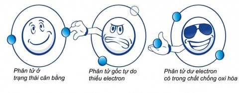 Oxi hóa trong cơ thể là gì? Tác hại và cách phòng ngừa