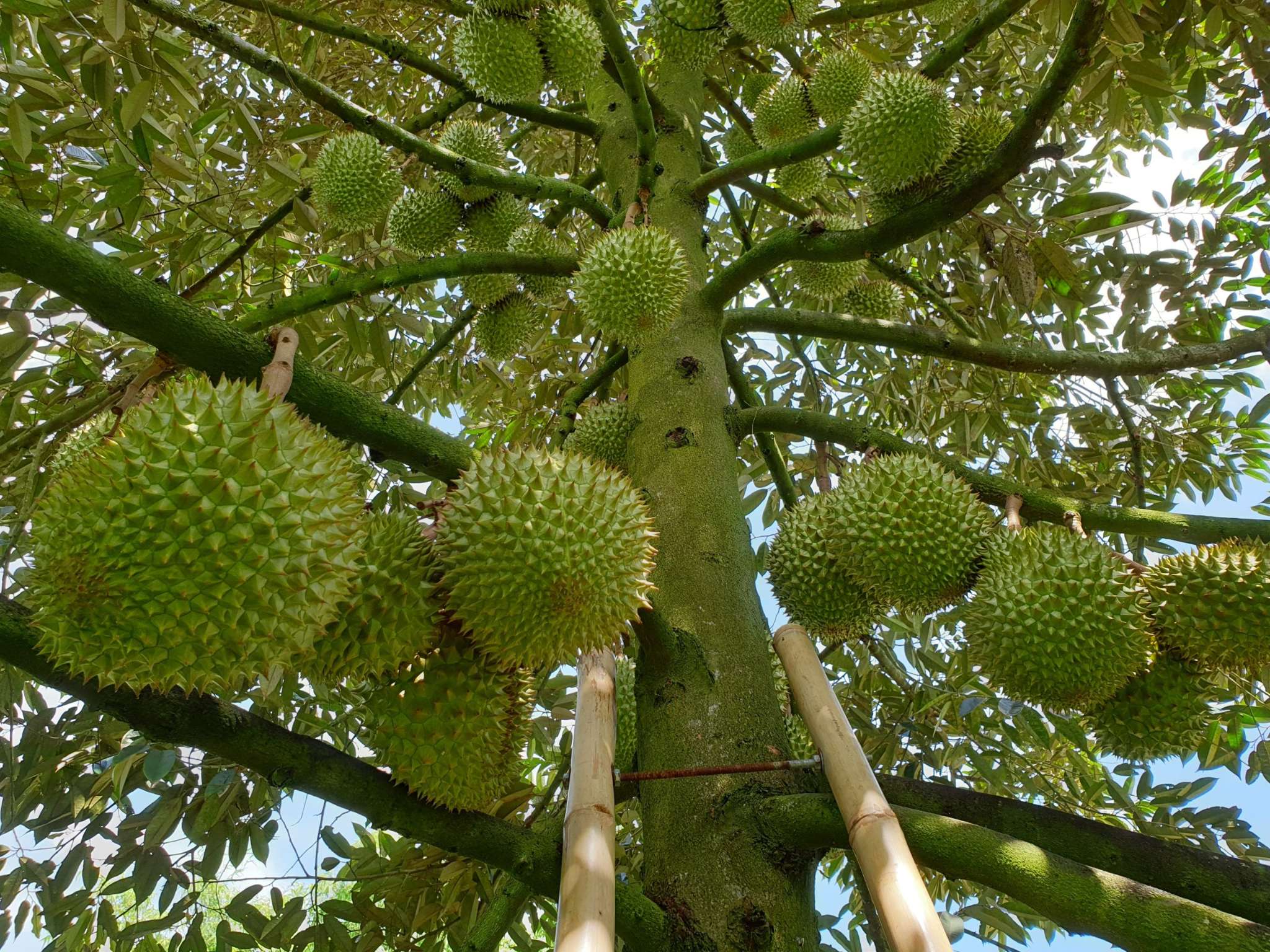 KỸ THUẬT TRỒNG SẦU RIÊNG ĐẠT HIỆU QUẢ CAO