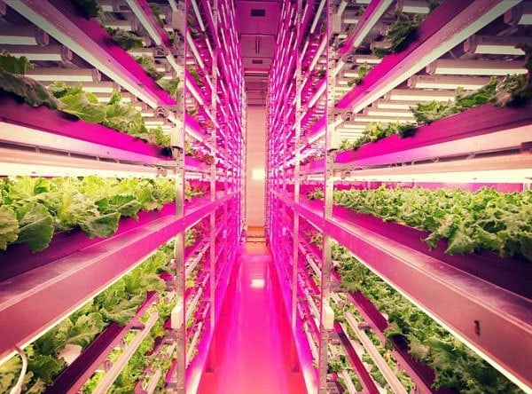 ỨNG DỤNG KỸ THUẬT CHIẾU SÁNG NHÂN TẠO TRONG CANH TÁC XÀ LÁCH (Lactuca sativa L.) CÔNG NGHỆ CAO TẠI CÁC ĐÔ THỊ VIỆT NAM