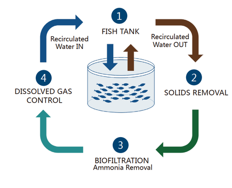 Ứng dụng Ozone trong nuôi trồng thủy sản