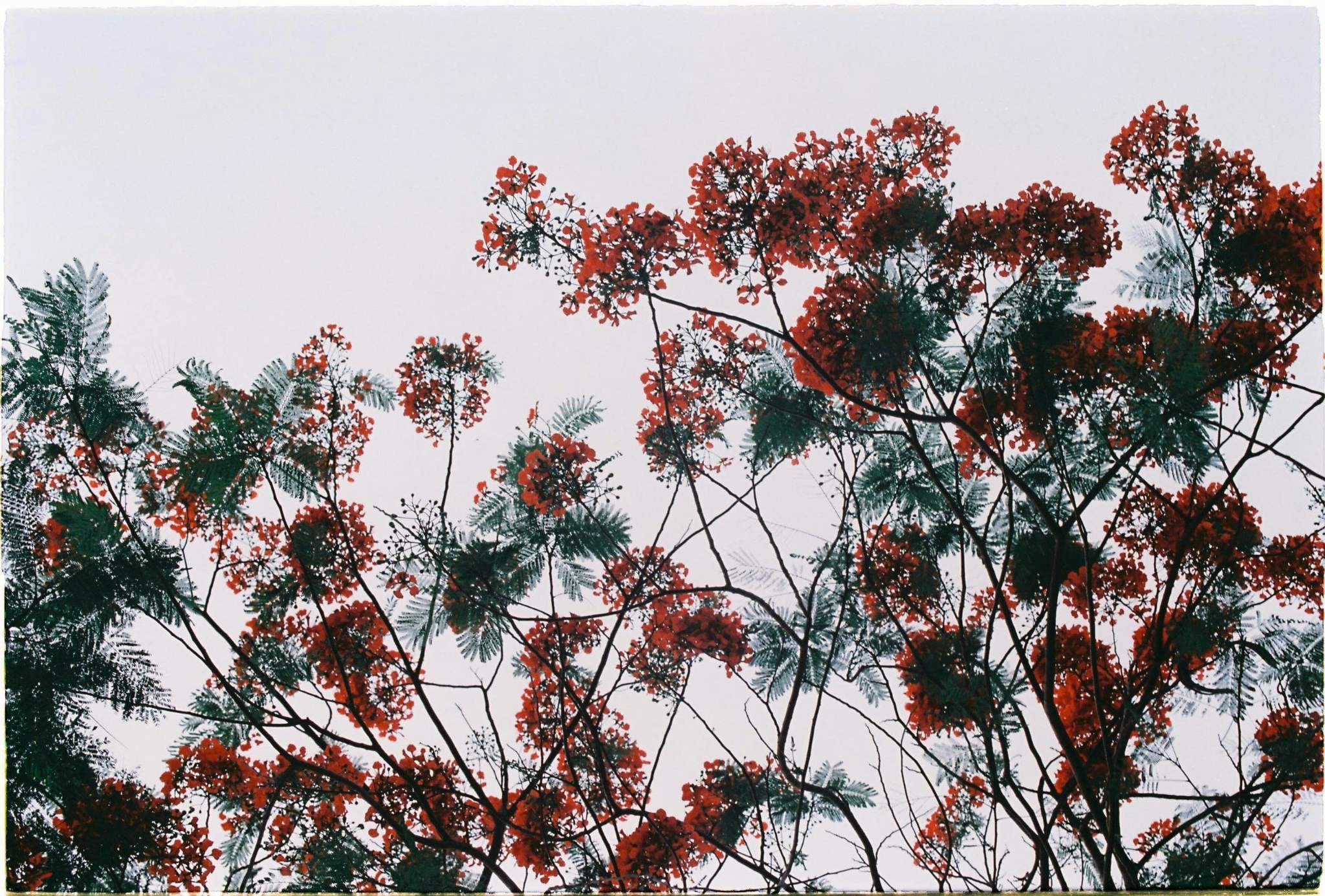maple 100, fim cuộ 35mm