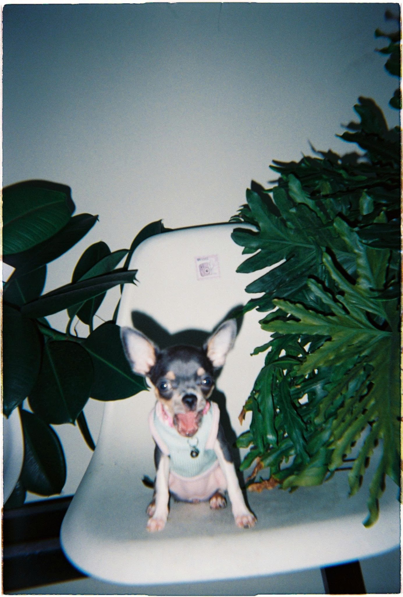 Disposable yes!star quickfun/bubble