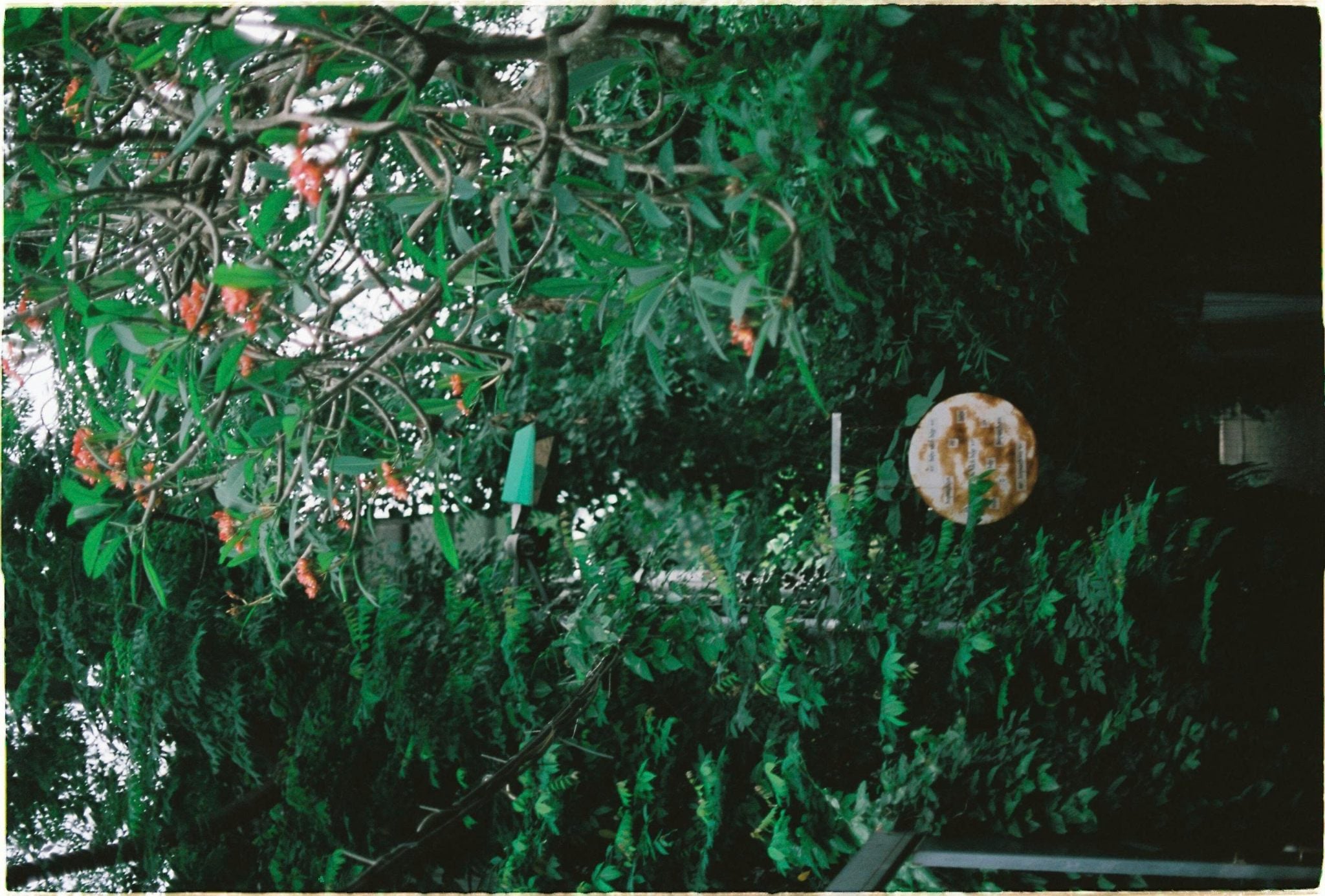 maple 100, fim cuộ 35mm
