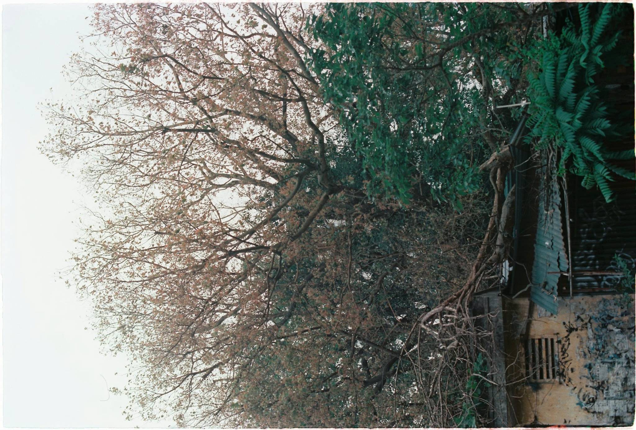 maple 100, fim cuộ 35mm