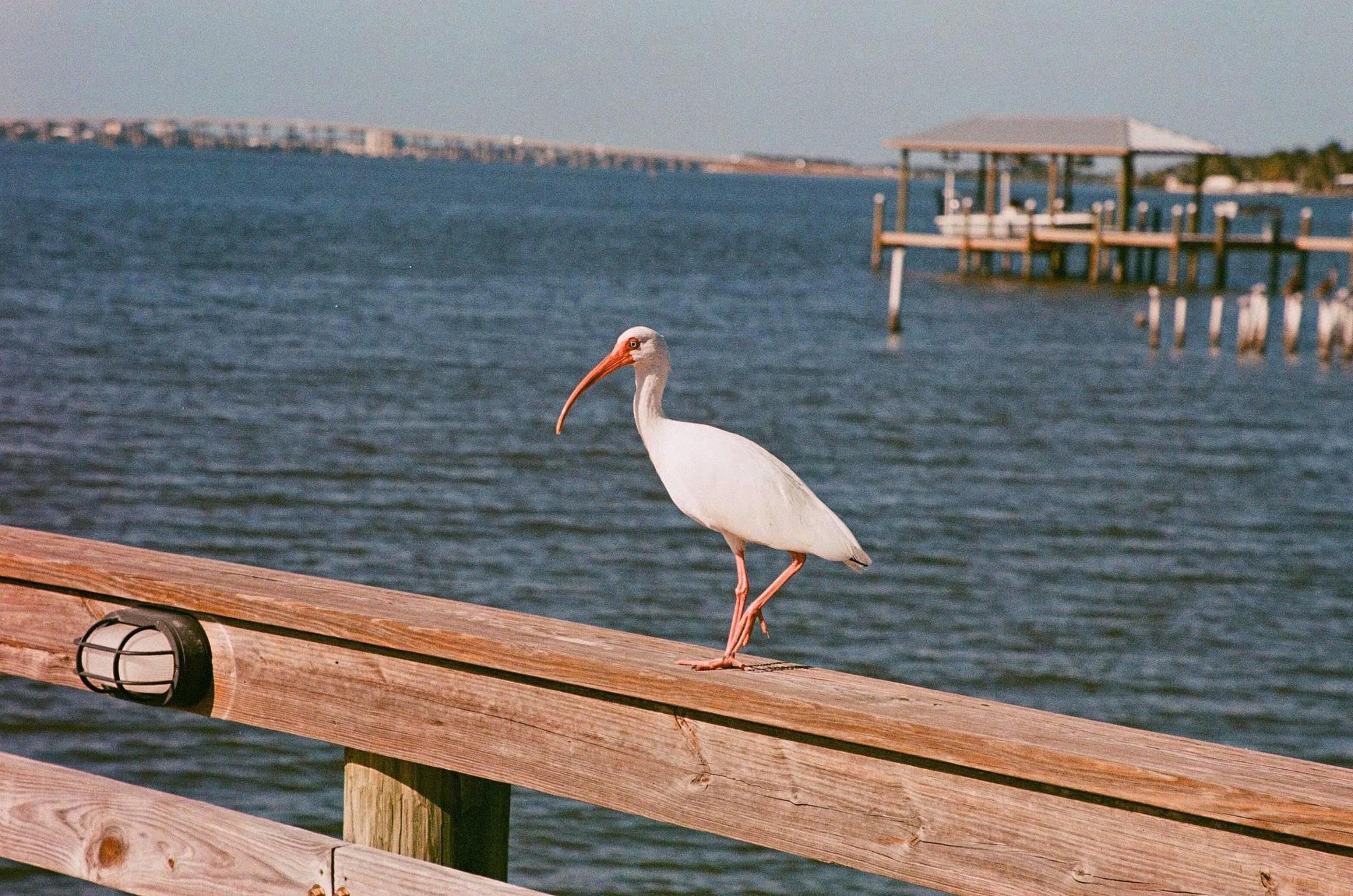 lucky 200, film 35mm