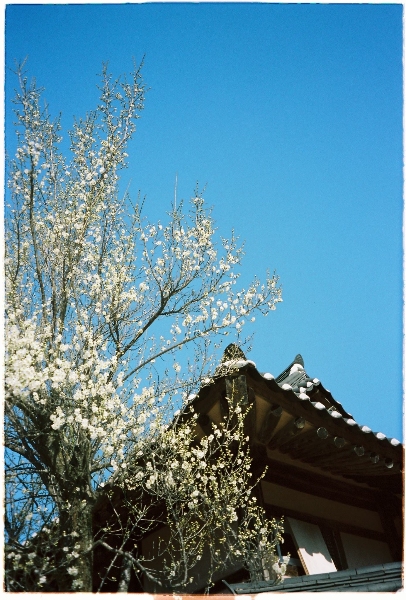 Kodak Portra 160, portra 160