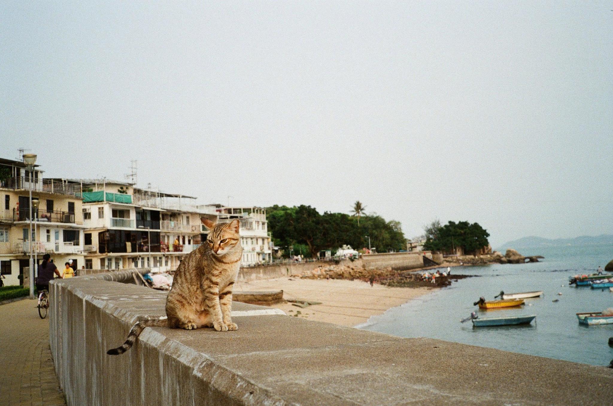 prism 200, film cuộn 35mm