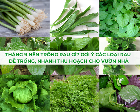 Tháng 9 Nên Trồng Rau Gì? Gợi Ý Các Loại Rau Dễ Trồng, Nhanh Thu Hoạch Cho Vườn Nhà