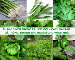Tháng 9 Nên Trồng Rau Gì? Gợi Ý Các Loại Rau Dễ Trồng, Nhanh Thu Hoạch Cho Vườn Nhà