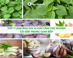 TOP 7 Loại Rau Gia Vị Giải Cảm Cực Nhanh Có Sẵn Trong Gian Bếp