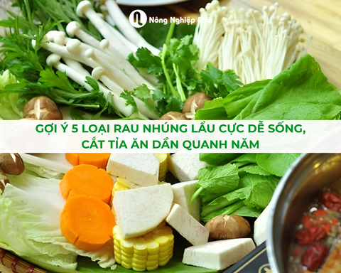 Gợi Ý 5 Loại Rau Nhúng Lẩu Cực Dễ Sống, Cắt Tỉa Ăn Dần Quanh Năm