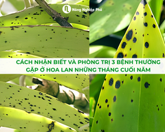 Cách Nhận Biết Và Phòng Trị 3 Bệnh Thường Gặp Ở Hoa Lan Những Tháng Cuối Năm