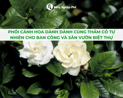 Phối Cảnh Hoa Dành Dành Cùng Thảm Cỏ Tự Nhiên Cho Ban Công Và Sân Vườn Biệt Thự
