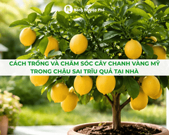 Cách Trồng Và Chăm Sóc Cây Chanh Vàng Mỹ Trong Chậu Sai Trĩu Quả Tại Nhà