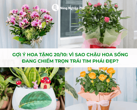 Gợi Ý Hoa Tặng 20/10 Tinh Tế: Vì Sao Chậu Hoa Sống Đang Chiếm Trọn Trái Tim Phái Đẹp?