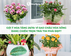 Gợi Ý Hoa Tặng 20/10 Tinh Tế: Vì Sao Chậu Hoa Sống Đang Chiếm Trọn Trái Tim Phái Đẹp?