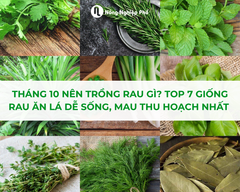 Tháng 10 Nên Trồng Rau Gì? Top 7 Giống Rau Ăn Lá Dễ Sống, Mau Thu Hoạch Nhất Vụ Thu Đông