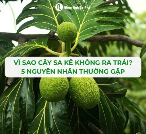 Vì Sao Cây Sa Kê Không Ra Trái? 5 Nguyên Nhân Thường Gặp