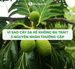 Vì Sao Cây Sa Kê Không Ra Trái? 5 Nguyên Nhân Thường Gặp