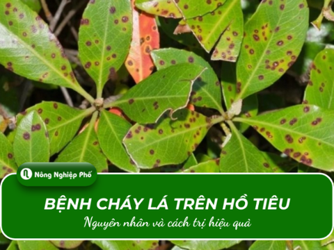 Bệnh cháy lá trên hồ tiêu: Nguyên nhân và cách trị hiệu quả