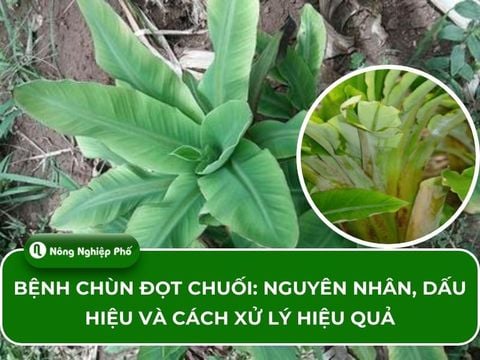 Bệnh chùn đọt chuối: Nguyên nhân, dấu hiệu và cách xử lý hiệu quả