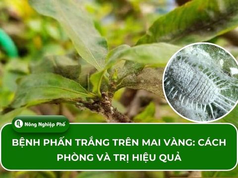 Bệnh phấn trắng trên mai vàng: Cách phòng và trị hiệu quả