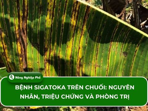 Bệnh Sigatoka trên chuối: Nguyên nhân, triệu chứng và phòng trị