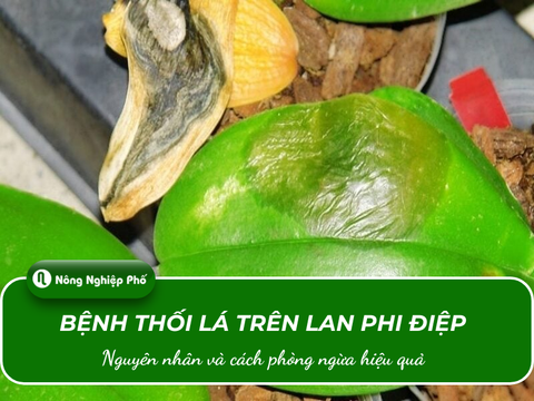 Bệnh thối lá trên lan phi điệp: Nguyên nhân và cách phòng ngừa hiệu quả
