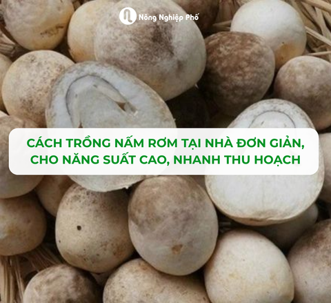 CÁCH TRỒNG NẤM RƠM TẠI NHÀ ĐƠN GIẢN, CHO NĂNG SUẤT CAO, NHANH THU HOẠCH