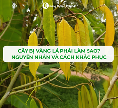 Cây bị vàng lá phải làm sao? Nguyên nhân và cách khắc phục theo từng trường hợp