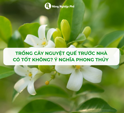 TRỒNG CÂY NGUYỆT QUẾ TRƯỚC NHÀ CÓ TỐT KHÔNG? Ý NGHĨA PHONG THỦY CHIÊU TÀI ĐÓN LỘC