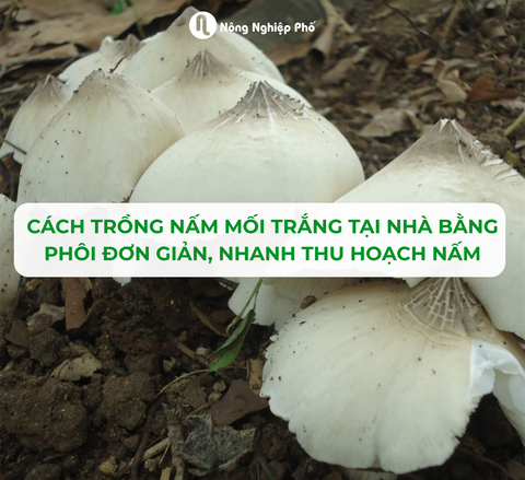 CÁCH TRỒNG NẤM MỐI TRẮNG TẠI NHÀ BẰNG PHÔI ĐƠN GIẢN, NHANH THU HOẠCH NẤM