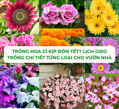 Trồng Hoa Gì Kịp Đón Tết? Lịch Gieo Trồng Chi Tiết Từng Loại Cho Vườn Nhà