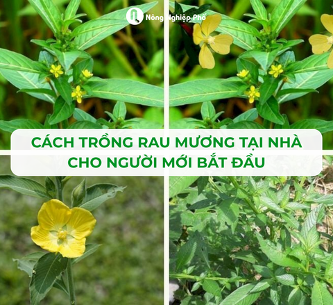 Cách trồng rau mương tại nhà cho người mới bắt đầu