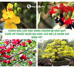 Chăm Sóc Cây Mai Vàng Tháng 9 Chuẩn Bị Vào Quý Cuối: Kỹ Thuật Nuôi Nụ Mập, Giữ Bộ Lá Khỏe Kịp Đón Tết