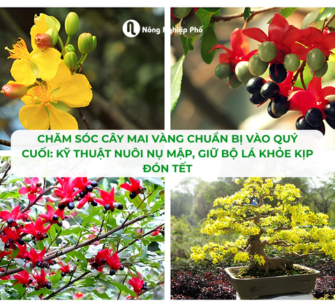 Chăm Sóc Cây Mai Vàng Tháng 9 Chuẩn Bị Vào Quý Cuối: Kỹ Thuật Nuôi Nụ Mập, Giữ Bộ Lá Khỏe Kịp Đón Tết