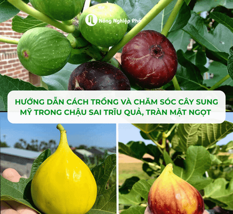 Hướng Dẫn Cách Trồng Và Chăm Sóc Cây Sung Mỹ Trong Chậu Sai Trĩu Quả, Tràn Mật Ngọt Tại Nhà