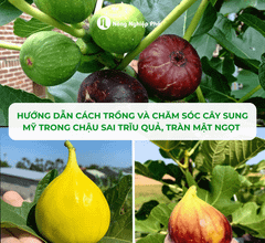 Hướng Dẫn Cách Trồng Và Chăm Sóc Cây Sung Mỹ Trong Chậu Sai Trĩu Quả, Tràn Mật Ngọt Tại Nhà