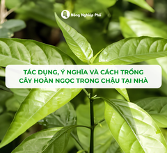 Tác Dụng, Ý Nghĩa Và Cách Trồng Cây Hoàn Ngọc Trong Chậu Tại Nhà
