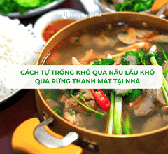 Cách Tự Trồng Khổ Qua Rừng Lấy Đọt Và Trái Nấu Lẩu Khổ Qua Rừng Thanh Mát Ngay Tại Nhà