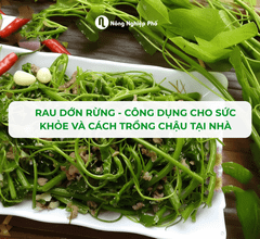 Rau Dớn Rừng: Rau Vua Đại Ngàn, Công Dụng Cho Sức Khỏe Và Cách Trồng Chậu Tại Nhà