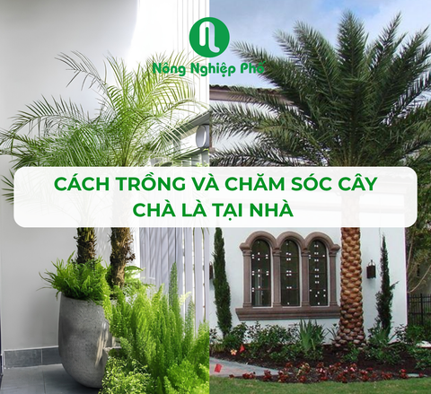 Cách Trồng Và Chăm Sóc Cây Chà Là Tại Nhà Cho Quả Ngọt, Dáng Đẹp